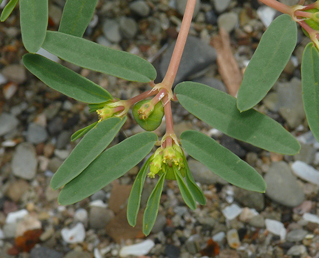 Rare Plants at Lake Erie Bluffs Lake Metroparks
